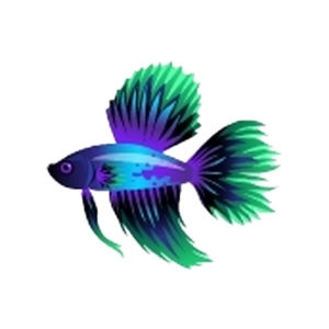 Aqua Dorsal Betta